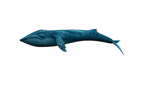 鲸鱼004