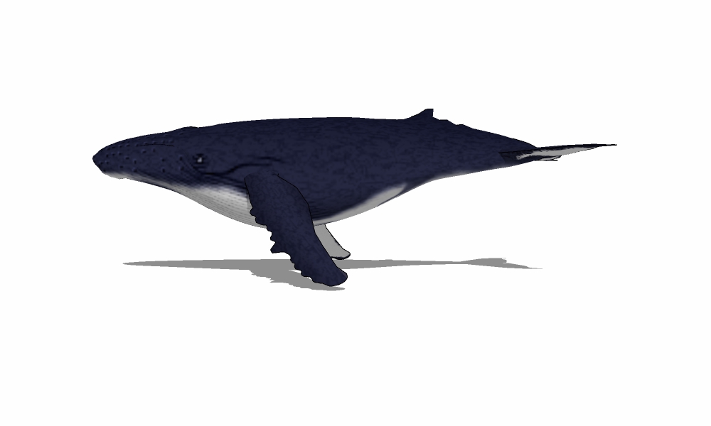 鲸鱼005