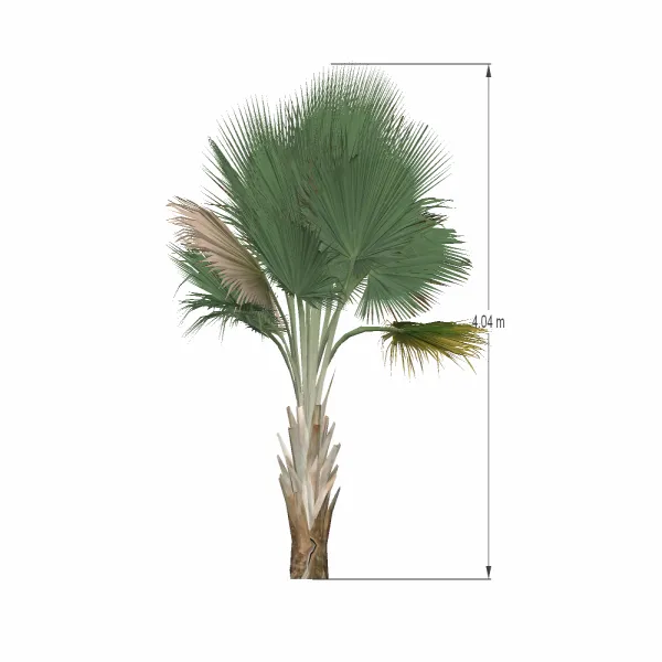 棕榈树-014