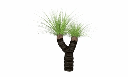 3D棕榈科模型9