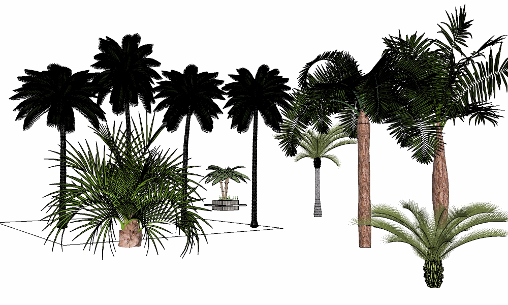 3D热带树类5