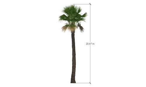 棕榈树-009