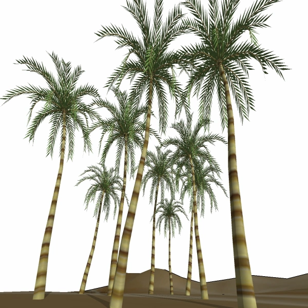 3D棕榈科模型20