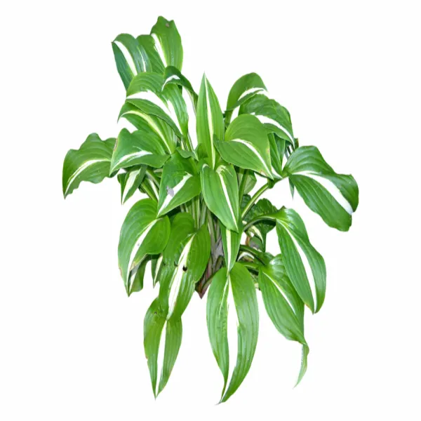 灌木植物498
