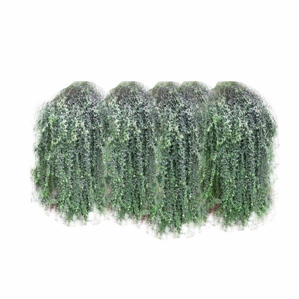 3D藤本植物9