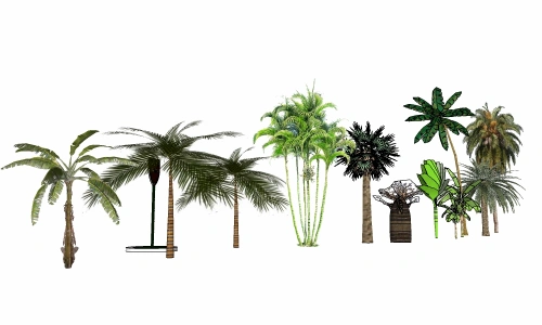 3D热带树类1