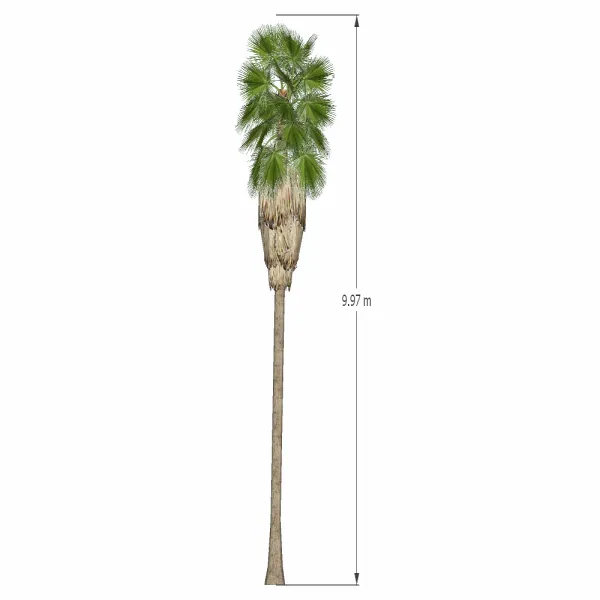 棕榈树-003