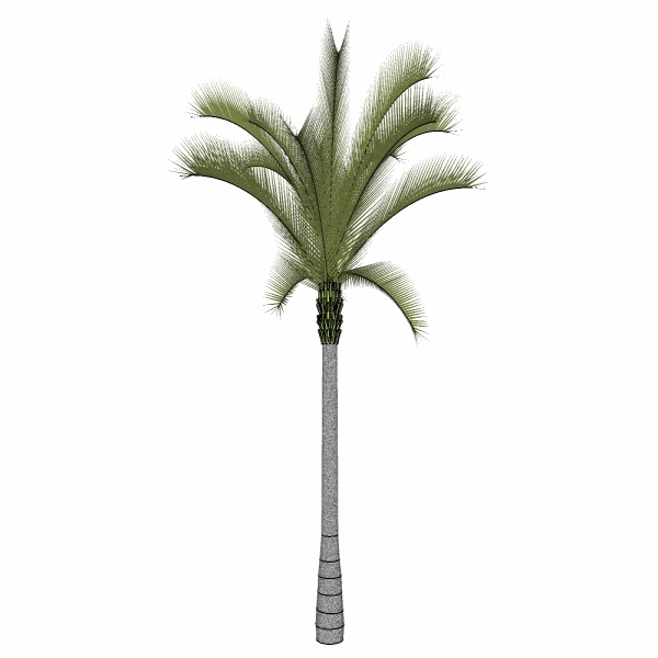 3D棕榈科模型24