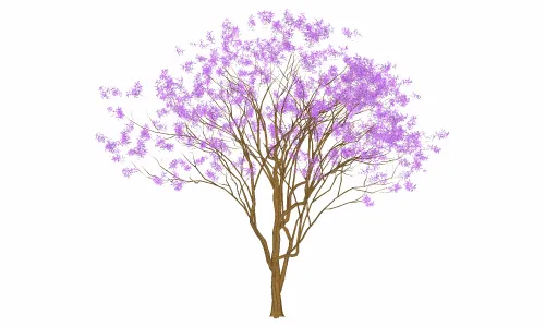 树-紫晶粉花树