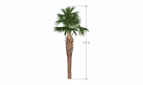 棕榈树-022