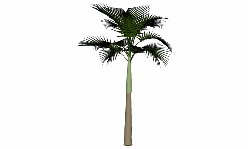 3D棕榈科模型14