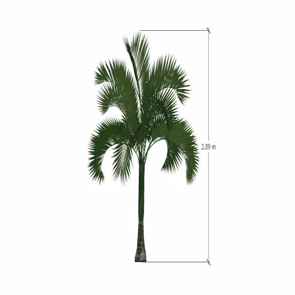 棕榈树-020