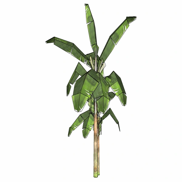 3D棕榈科模型30