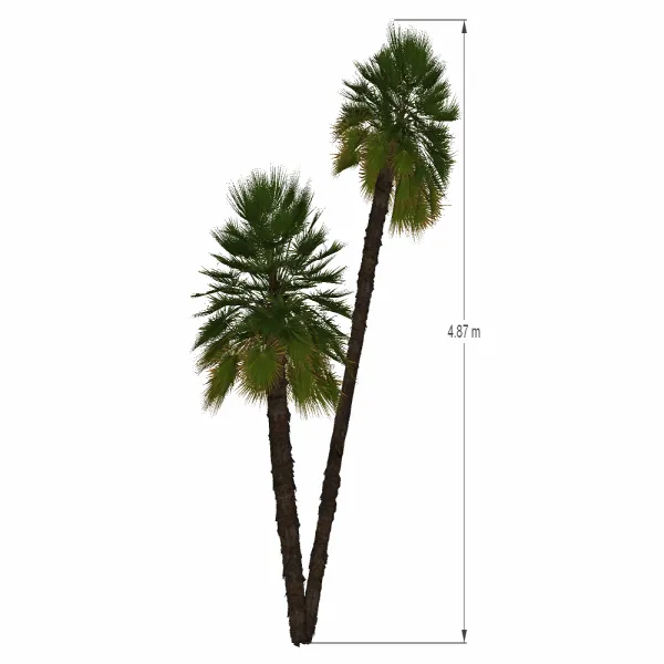 棕榈树-013