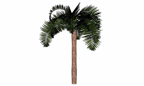 3D棕榈科模型21
