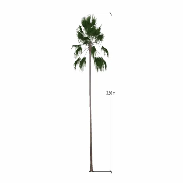 棕榈树-018