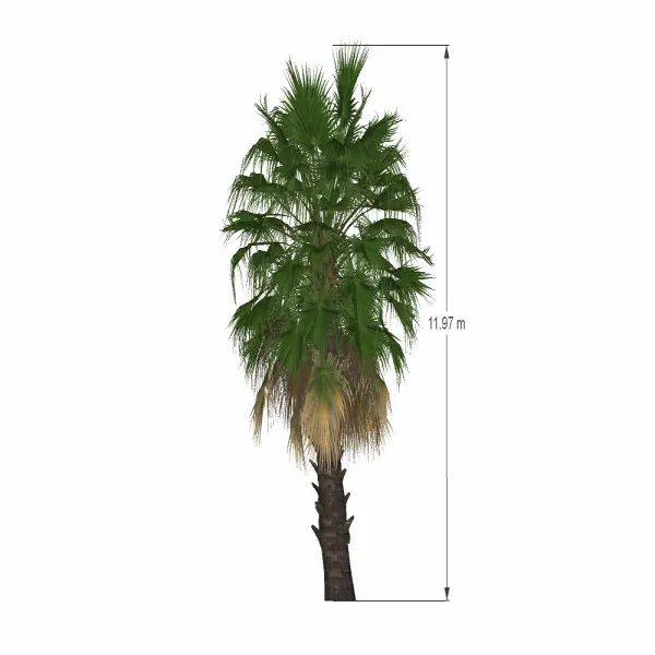 棕榈树-008