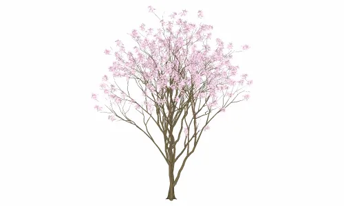 树-紫晶红花树
