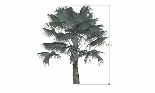 棕榈树-019