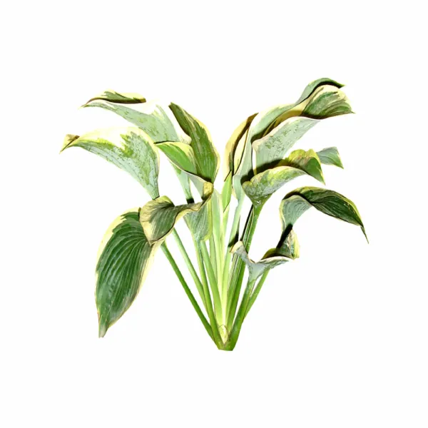 灌木植物508