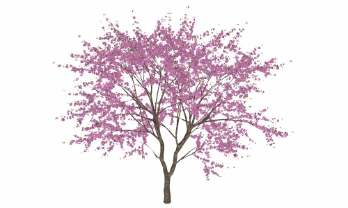 树-紫晶5