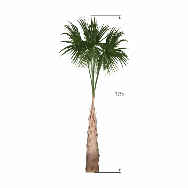 棕榈树-023