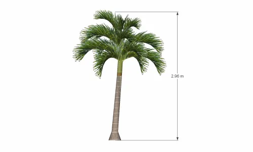 棕榈树-004