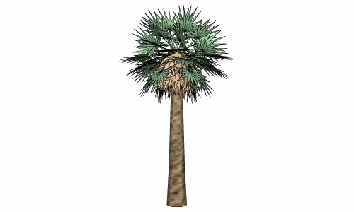 3D棕榈科模型27