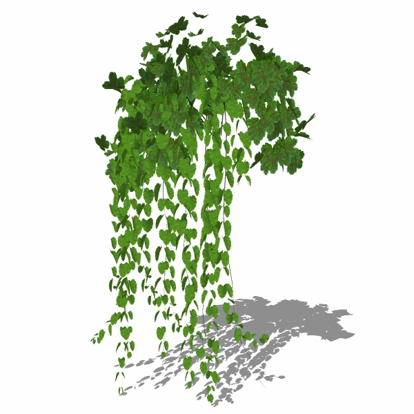 3D藤本植物2