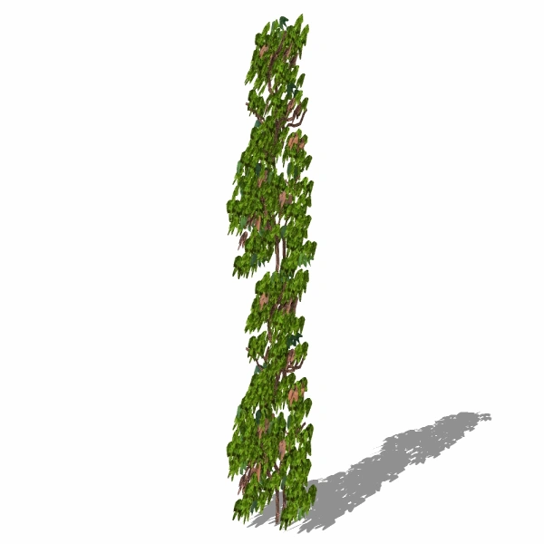 3D藤本植物4