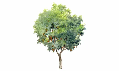 水彩树56