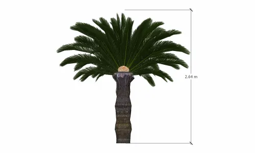 棕榈树-007