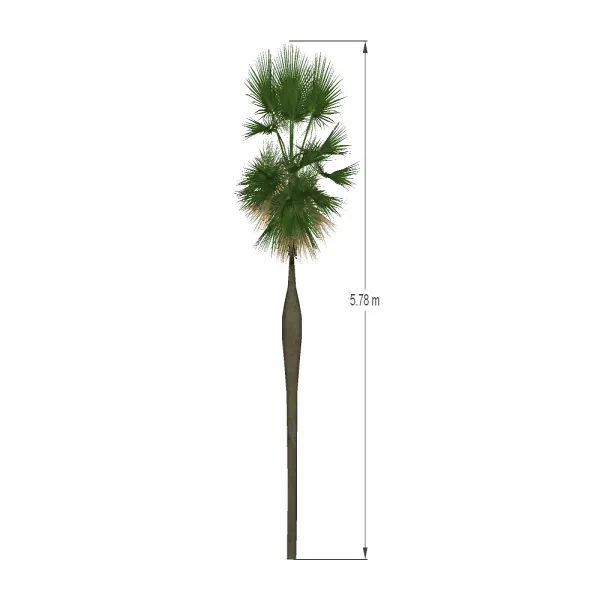 棕榈树-015
