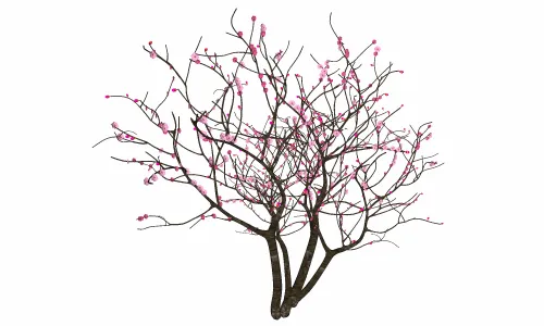 树-紫晶翠丝海樘