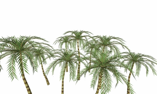 3D热带树类4