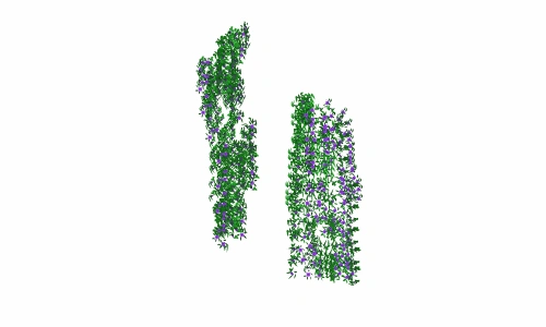 3D藤本植物15
