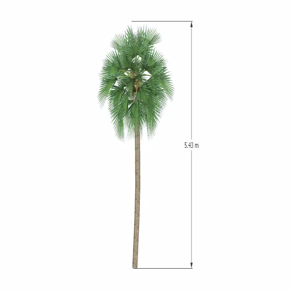 棕榈树-002