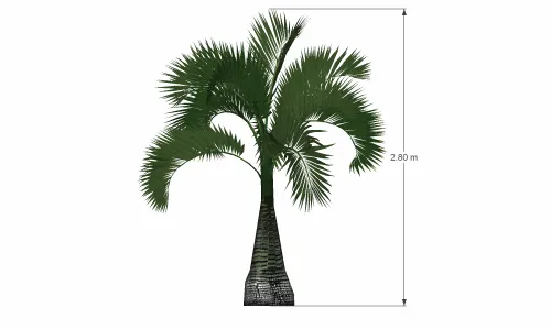 棕榈树-006