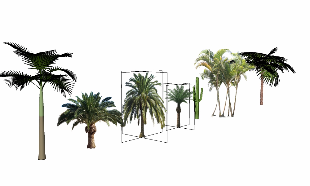 3D热带树类3