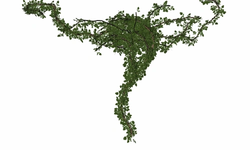 3D藤本植物16