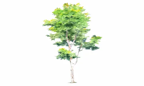 水彩树83