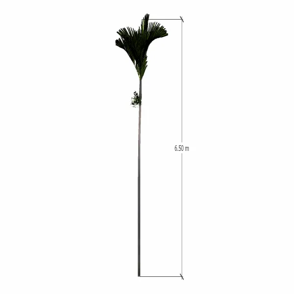 棕榈树-001