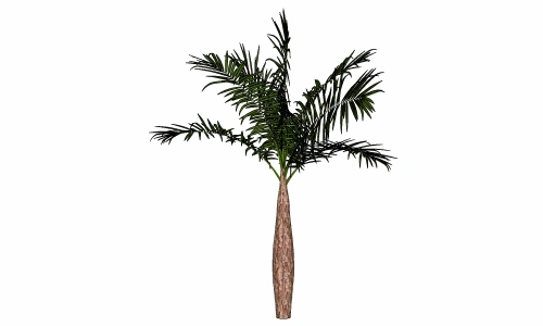 3D棕榈科模型22