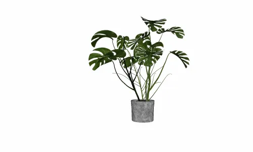小品植物3